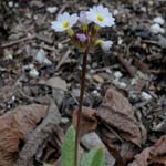 Click to see: erythrocarpaPE1