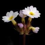 Click to see: erythrocarpaPE2