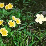 Click to see: falcifoliadickieanaAC1