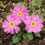Click to see: fasciculataPE1