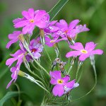 Click to see: fernaldianaJR_0356