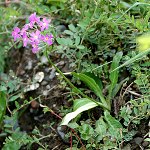 Click to see: fernaldianaJR_0364
