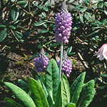 Click to see: flaccidaXvialiiAC1