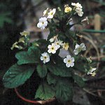 Click to see: floribundaNR1