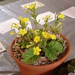 Click to see: floribundaTM1