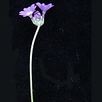 Click to see: floridaJL6