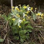Click to see: gaubeanaGLK_4
