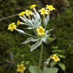 Click to see: gaubeanaGLK_5