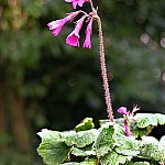 Click to see: heucherifoliaJR1