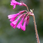 Click to see: heucherifoliaJR2