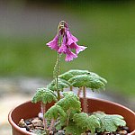 Click to see: heucherifoliaJR3