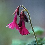 Click to see: heucherifoliaNR1