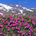 Click to see: integrifoliaHE_1004