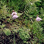 Click to see: klattiiSC2