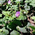 Click to see: lacerataAC2