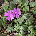 Click to see: latisectaPG_0487