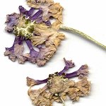 Click to see: lilacinaDRherbarium1