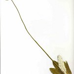 Click to see: lilacinaDRherbarium2