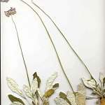 Click to see: lilacinaDRherbarium3