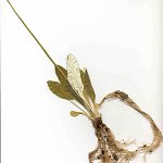 Click to see: lilacinaDRherbarium4
