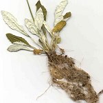 Click to see: lilacinaDRherbarium5