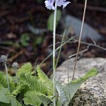 Click to see: lilacinaGLK_0907