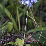Click to see: lilacinaGLK_0908