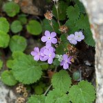 Click to see: littledaleiJL_0284