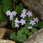 Click to see: littledaleiJL_0292