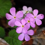 Click to see: littledaleiPE_5898