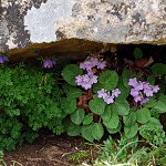 Click to see: littledaleiPE_5977