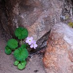 Click to see: littledaleiPE_6775
