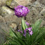 Click to see: longipesKK3
