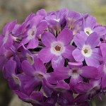 Click to see: longipesKK4