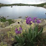 Click to see: longipesKK6