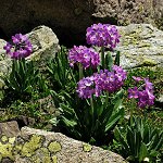 Click to see: longipesKK7