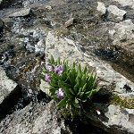 Click to see: longipesKK8