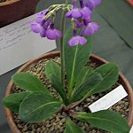 Click to see: longipetiolataIS1