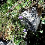 Click to see: longipetiolataJR_0693