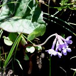 Click to see: longipetiolataJR_0694