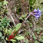 Click to see: longipetiolataJR_0695