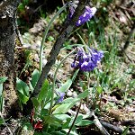 Click to see: longipetiolataJR_0758