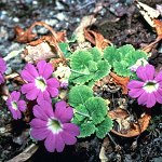 Click to see: membranifoliaAC1
