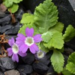 Click to see: membranifoliaPE1