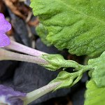 Click to see: membranifoliaPE2