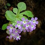 Click to see: membranifoliaPE_6053