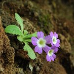 Click to see: membranifoliaPE_6061