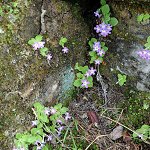 Click to see: membranifoliaPE_6079
