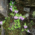 Click to see: membranifoliaPE_6082