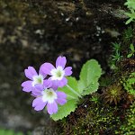 Click to see: membranifoliaPE_6086